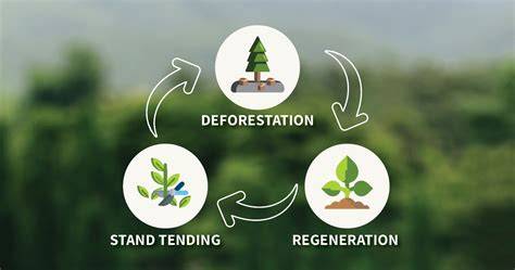 Forest Soil Management and Silvicultural Treatments - Springer - raincitystudios.com