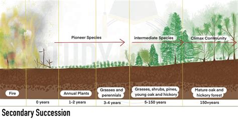 Forest Succession: Reforestation and Natural … - raincitystudios.com