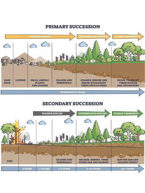 Forest Succession - an overview | ScienceDirect Topics - raincitystudios.com