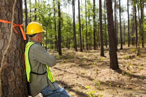 Forest Surveying Methods to Find Forest Boundaries - raincitystudios.com