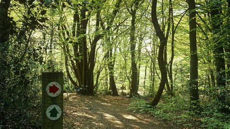 Forest Walks - Healing Forest - balustradellc