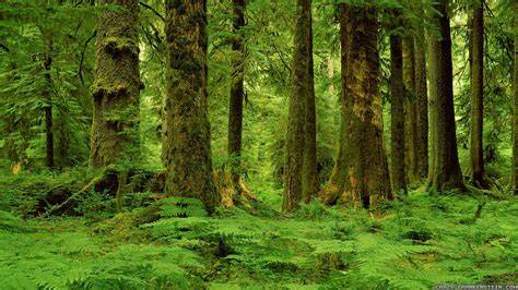Forest Wallpaper | Wallsauce UK - raincitystudios.com
