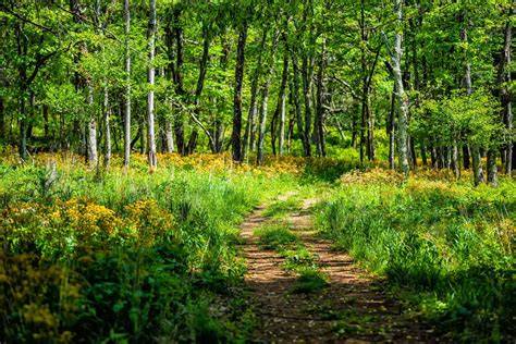 Forest Wildflowers - Pink/Red/Purple - U.S. National … - raincitystudios.com