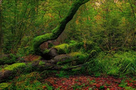 Forest Woodland Montane/Boreal - raincitystudios.com