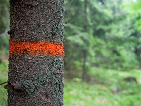 Forestry Paint Marks & What They Mean - HLM - raincitystudios.com