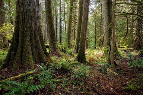 Forests | An Open Access Journal from MDPI - raincitystudios.com