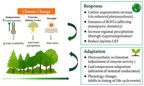 Forests and climate: Strategies for survival and adaptation - raincitystudios.com