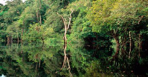 Forests and freshwater: protecting nature's power couple - raincitystudios.com