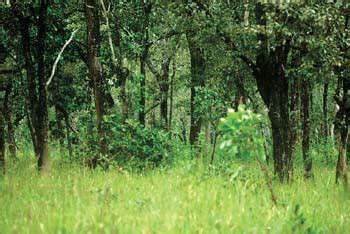 Forests and Other Vegetation Types of Sri Lanka - muktibox.com