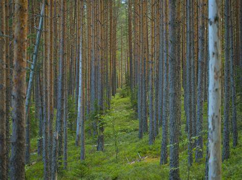 Forests are now contributing to climate change - World … - raincitystudios.com