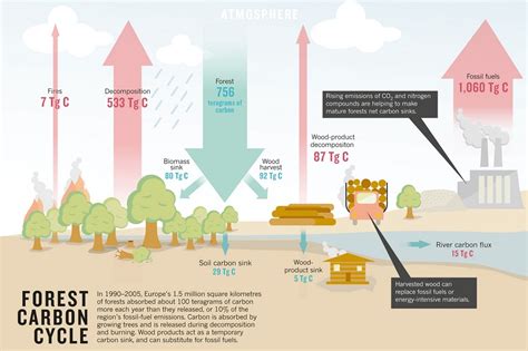 Forests as Carbon Sinks - American Forests - raincitystudios.com