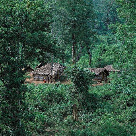 forests in Monsoon Asia - raincitystudios.com