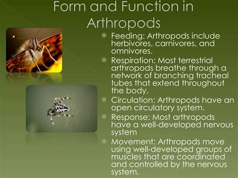 Forms of Respiration among Arthropods - Biology Discussion - muktibox.com
