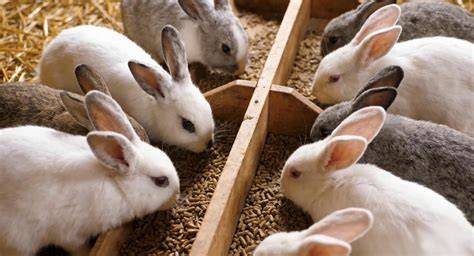 Formulating Organic Rabbit Feed - Maine Organic Farmers and Gardeners - raincitystudios.com