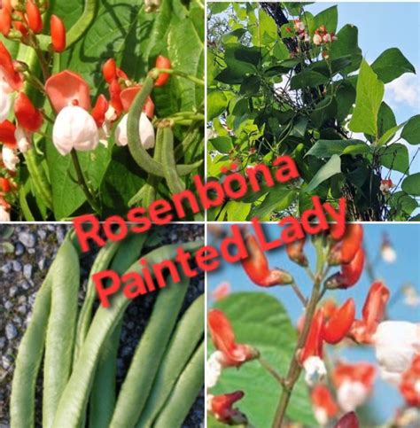 Fortepianos and Harpsichords for sale | radbon-collection - wintechmobiles.com