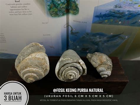 Fosil Hidup di Laut Indonesia - muktibox.com