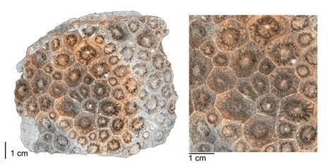 Fossil Coral : Formation, Types, Uses - Geology Science - raincitystudios.com