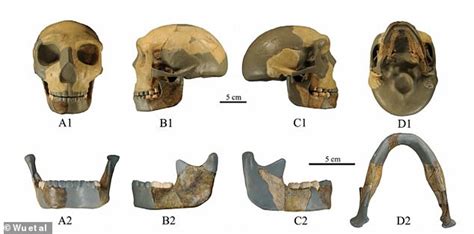 Fossil evidence on human evolution | Britannica - wintechmobiles.com