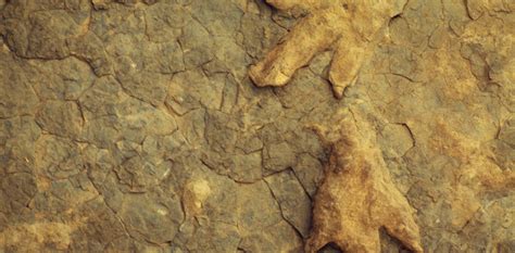 Fossil footprint discoveries and what they tell us - The … - wintechmobiles.com
