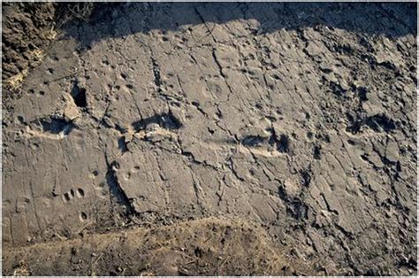 Fossil Footprints Show Movements of Our Early Ancestors - wintechmobiles.com