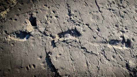 Fossil footprints tell story of human origins - BBC News - wintechmobiles.com