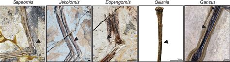 Fossil taxa documenting the early evolution of distal fibular ... - wintechmobiles.com