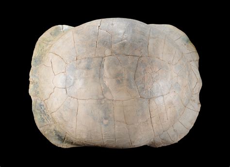 Fossil Turtles - Prehistoric 101 - muktibox.com