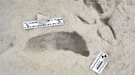 Fossilized Footprints - U.S. National Park Service - wintechmobiles.com