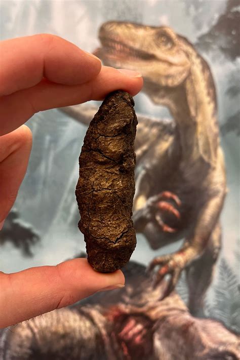 Fossilized Poop Reveals Dinosaurs Evolution Secrets - wintechmobiles.com