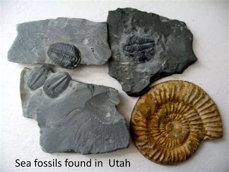 Fossils And Earths History - muktibox.com
