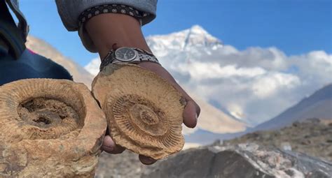 Fossils On Mount Everest Marine Fossils Ammonites - muktibox.com