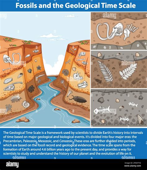 Fossils Through Geologic Time - Fossils and … - muktibox.com