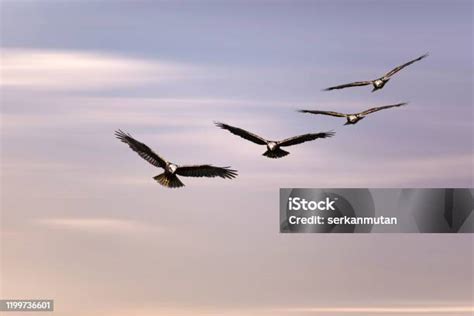 Foto Burung Terbang · Foto Stok Gratis - Pexels - balustradellc
