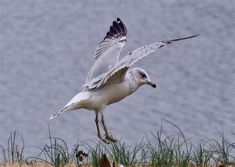 Foto Seekor burung camar terbang di atas garis pantai ... - Unsplash - balustradellc