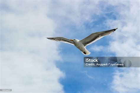 Foto Seekor burung terbang di atas lautan di bawah langit biru ... - balustradellc