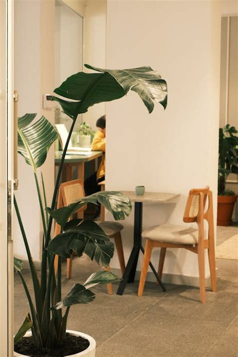 Foto stok gratis tentang bagian dalam, bistro, cahaya alami, canggih ... - balustradellc