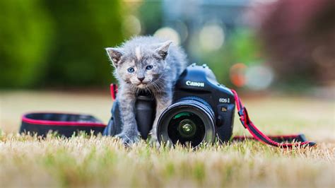 Fotografi Hewan Peliharaan: Mengambil Foto Menggemaskan Hewan ... - balustradellc