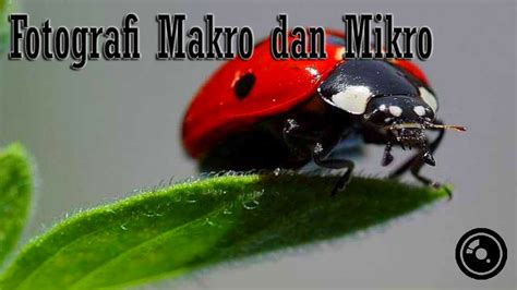 Fotografi Makro Dan Mikro | PDF - Scribd - balustradellc