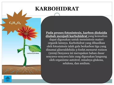 Fotosintesis menghasilkan glukosa, karbohidrat, dan senyawa organik ... - raincitystudios.com