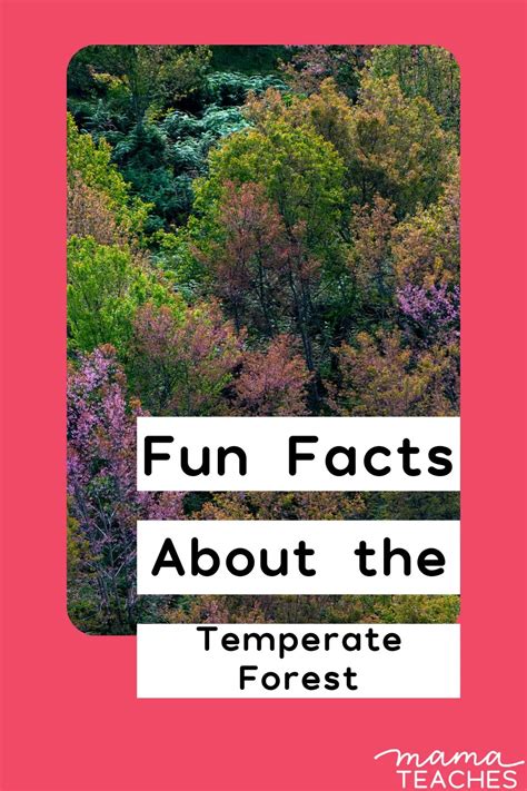 Four fascinating forest facts - muktibox.com