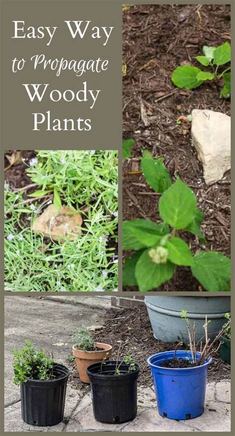 Four ways to propagate woody plants - Walden Effect - raincitystudios.com