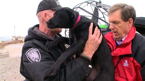 FOX 2 tip helps crews rescue dog stranded near East St. Louis highway