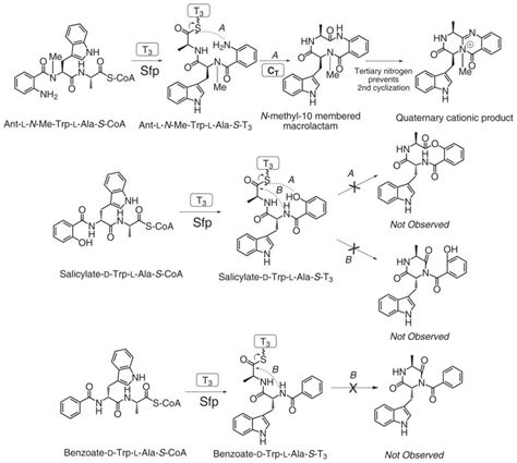 FOXING A. Fungal Activity C. Condensation. - muktibox.com