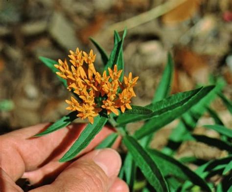 FPS050/FP050: Asclepias tuberosa Butterfly Weed, Indian Paintbrush