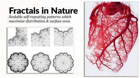 Fractal analysis provides new insights into the complexity of marine ... - raincitystudios.com