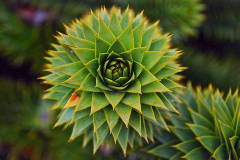 Fractals & the Fractal Dimension - Vanderbilt University - wintechmobiles.com