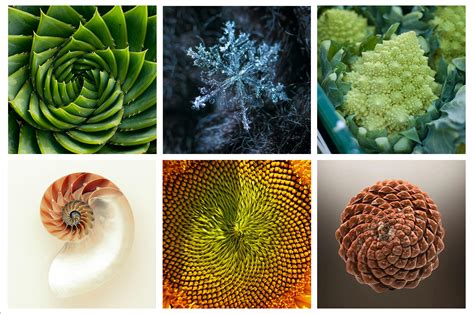 Fractals in nature: From characterization to simulation - wintechmobiles.com