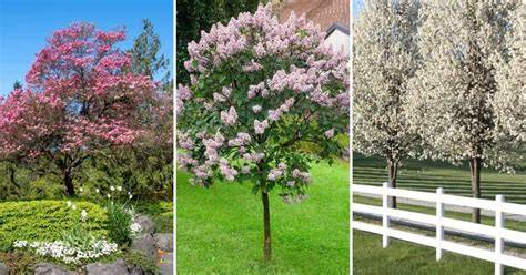 Fragrant Flowering Trees For Your Yard | PlantingTree - raincitystudios.com