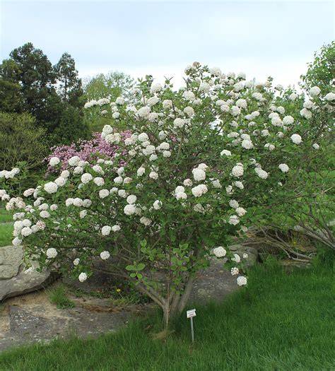 Fragrant viburnum - The Morton Arboretum - raincitystudios.com