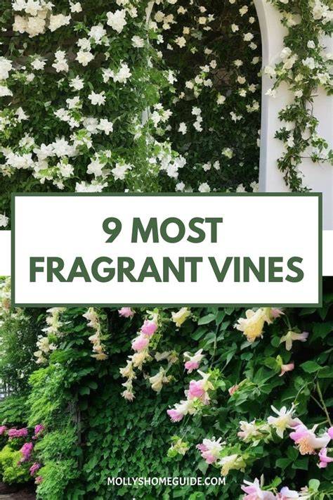 Fragrant vines - 5 plants that will spread amazing … - raincitystudios.com